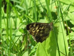 Speckled Wood (Pararge aegeria)