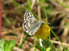 Grizzled Skipper (Pyrgus malvae)