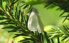 Muslin Moth (Diaphora mendica)