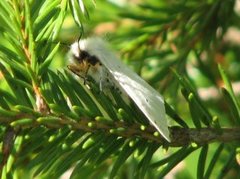 Muslin Moth (Diaphora mendica)