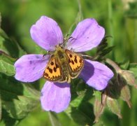 Northern Chequered Skipper (Carterocephalus silvicola)