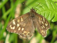 Speckled Wood (Pararge aegeria)