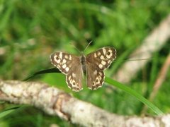 Speckled Wood (Pararge aegeria)