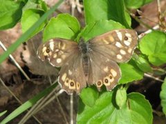 Speckled Wood (Pararge aegeria)