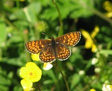 Heath Fritillary (Melitaea athalia)