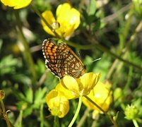 Heath Fritillary (Melitaea athalia)