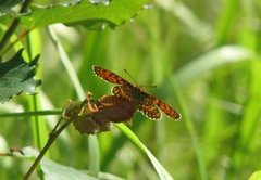 Heath Fritillary (Melitaea athalia)