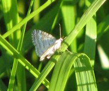 Englundmåler (Perizoma albulata)