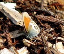 Pearly Heath (Coenonympha arcania)