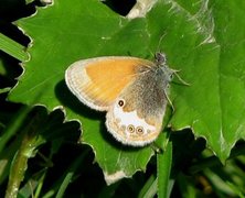 Pearly Heath (Coenonympha arcania)