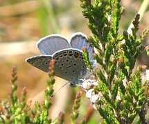 Cranberry Blue (Plebejus optilete)