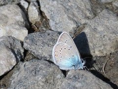 Sølvblåvinge (Polyommatus amandus)