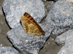 Heath Fritillary (Melitaea athalia)