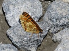 Marimjellerutevinge (Melitaea athalia)