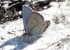 Myrblåvinge (Plebejus optilete)