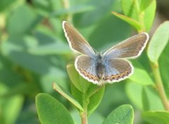 Argus-/idasblåvinge (Plebejus argus/idas)