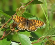 Heath Fritillary (Melitaea athalia)