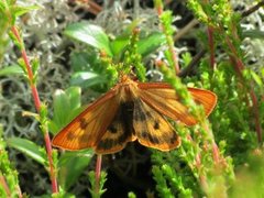 Clouded Buff (Diacrisia sannio)