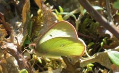 Moorland Clouded Yellow (Colias palaeno)