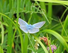 Sølvblåvinge (Polyommatus amandus)