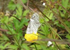 Black-veined Moth (Siona lineata)
