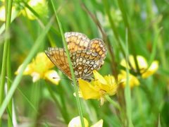 Heath Fritillary (Melitaea athalia)