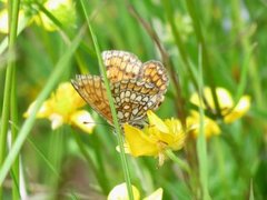 Marimjellerutevinge (Melitaea athalia)