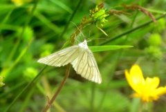 Ribbemåler (Siona lineata)