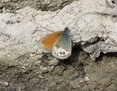 Pearly Heath (Coenonympha arcania)
