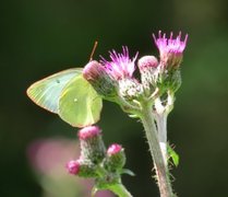 Moorland Clouded Yellow (Colias palaeno)