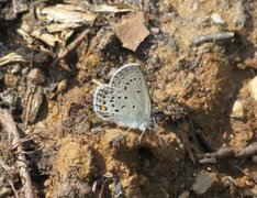 Cranberry Blue (Plebejus optilete)