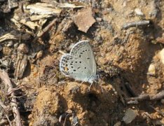 Myrblåvinge (Plebejus optilete)