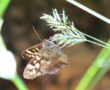Speckled Wood (Pararge aegeria)