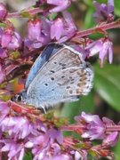Silver-studded Blue (Plebejus argus)