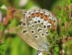 Argusblåvinge (Plebejus argus)