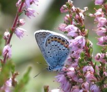 Silver-studded Blue (Plebejus argus)