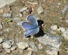 Silver-studded Blue (Plebejus argus)
