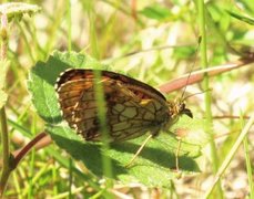 Lesser Marbled Fritillary (Brenthis ino)