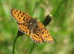 Lesser Marbled Fritillary (Brenthis ino)