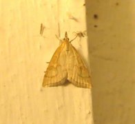 Pale Straw Pearl (Udea lutealis)