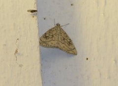 Chequered Straw (Evergestis pallidata)
