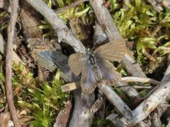 Argus-/idasblåvinge (Plebejus argus/idas)