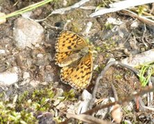 Lesser Marbled Fritillary (Brenthis ino)