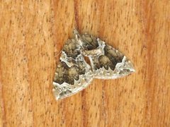 The Phoenix (Eulithis prunata)