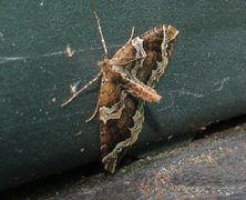 The Phoenix (Eulithis prunata)
