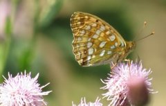 High Brown Fritillary (Argynnis adippe)