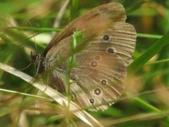 Ringlet (Aphantopus hyperantus)