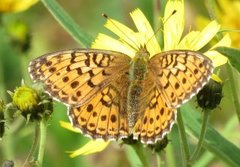 Lesser Marbled Fritillary (Brenthis ino)