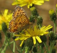 Lesser Marbled Fritillary (Brenthis ino)