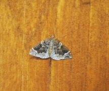 The Phoenix (Eulithis prunata)